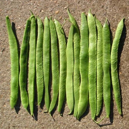 Picture of Runner Bean White Emergo